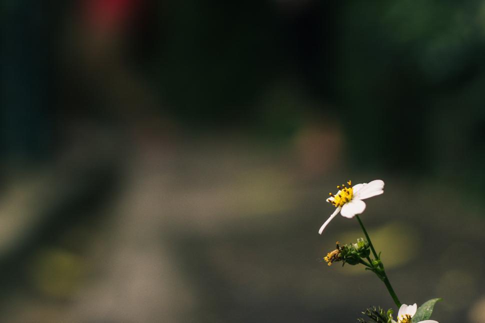 Free Image of A blooming daisy flower 