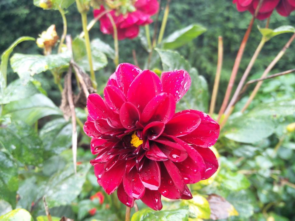 Free Image of Red Flower With Water Droplets 