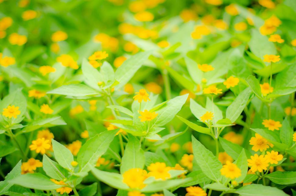 Free Image of Yellow Flower  