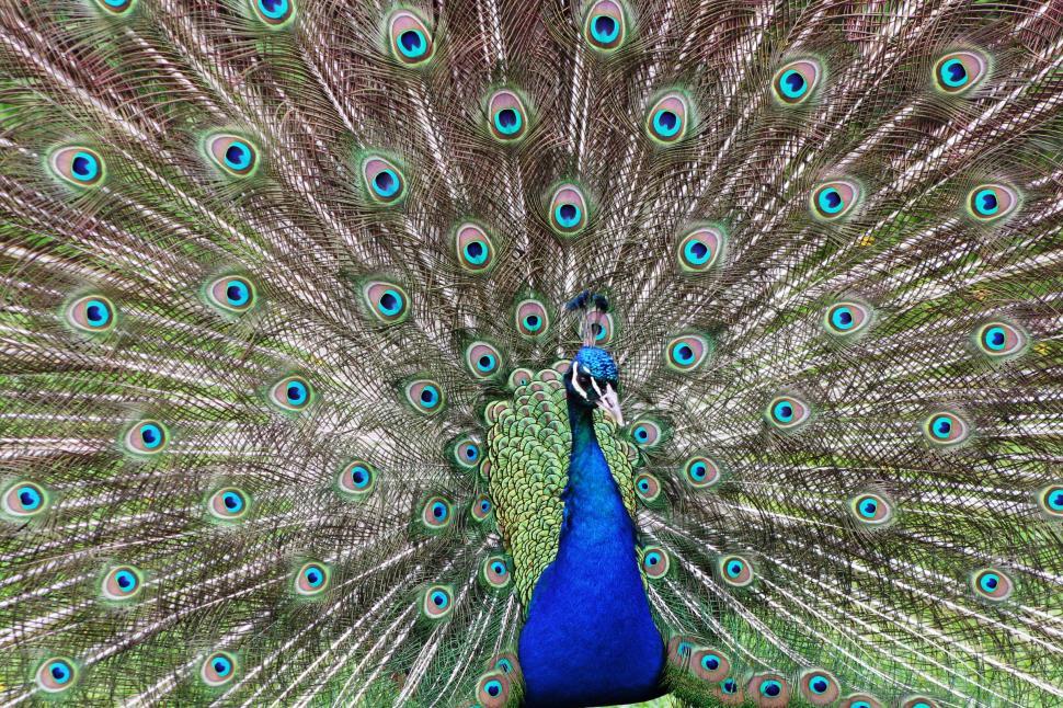 Free Image of Majestic Peacock Displaying Vibrant Feathers 