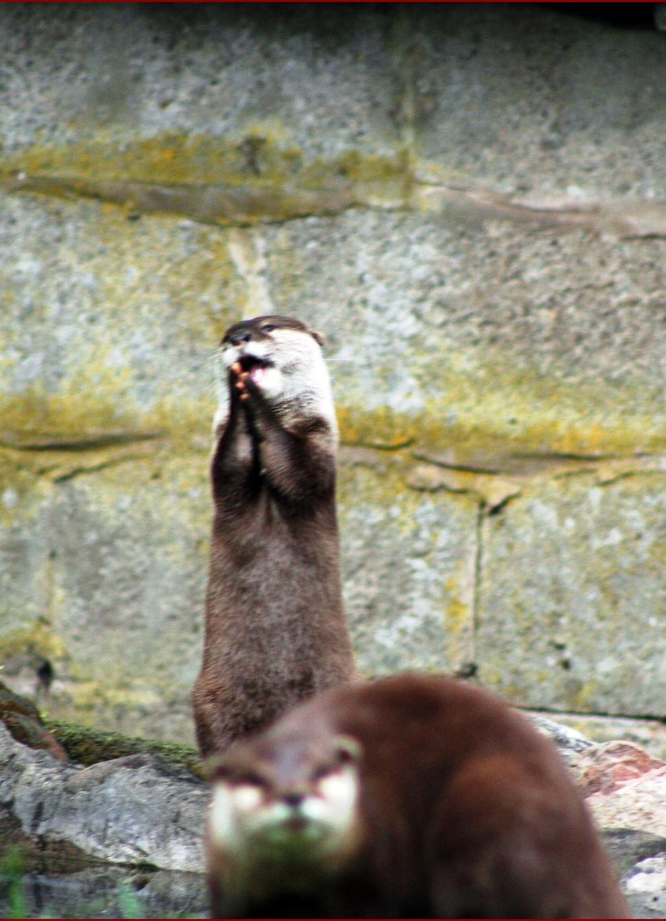 Free Image of Brown and White Animal Standing on Hind Legs 