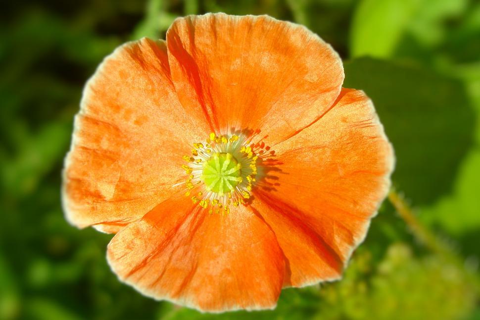 Free Image of Orange Poppy 