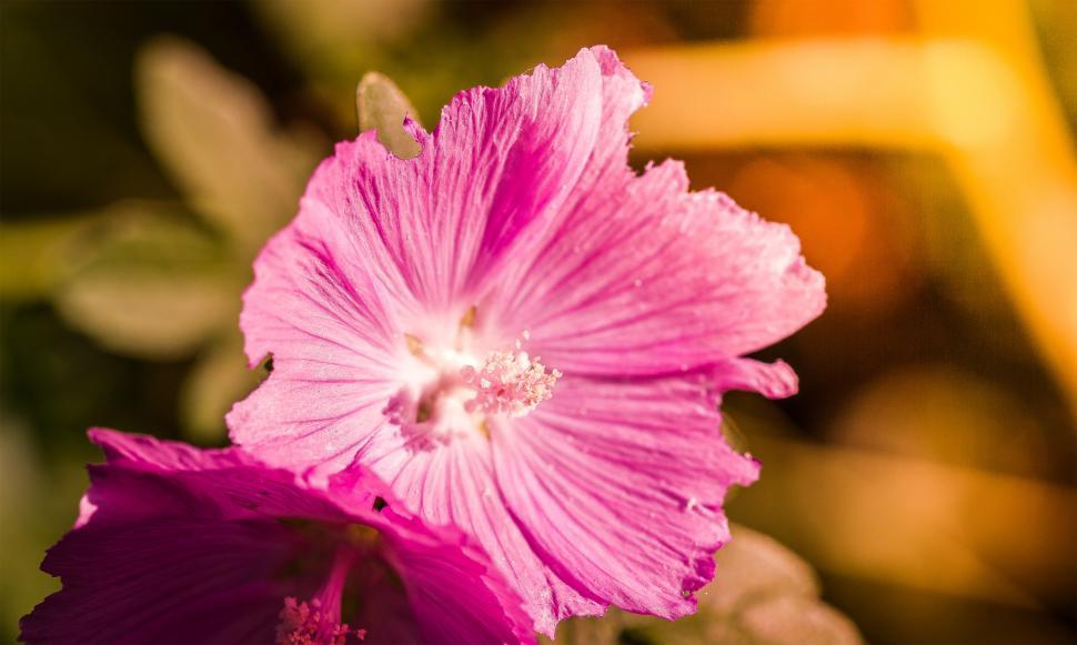 Free Image of Red flower  