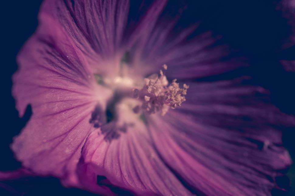 Free Image of Red flower - Dark Mood 