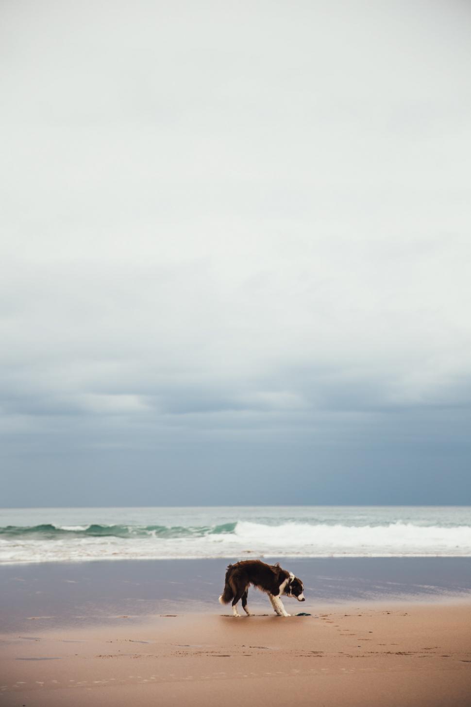 Free Image of A dog on the beach 