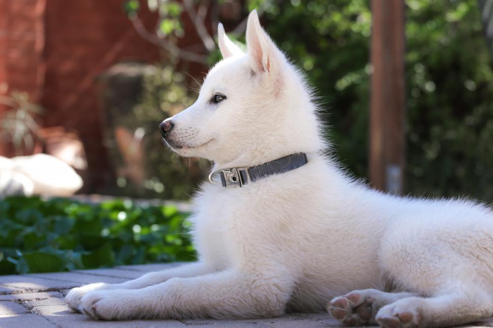 Free Image of Husky Puppy Laying Down 