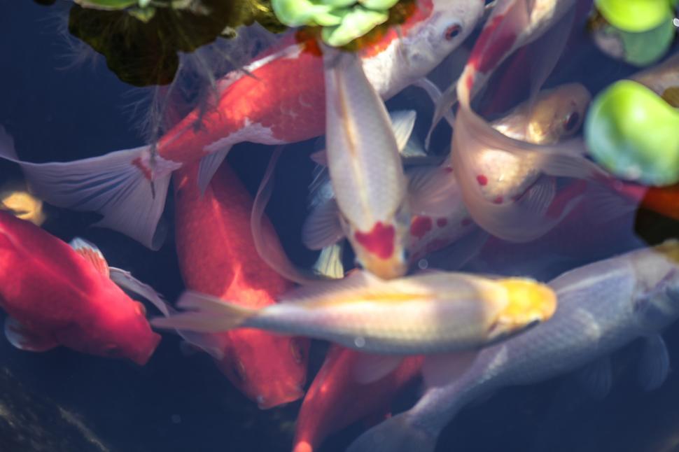 Free Image of Many Goldfish 