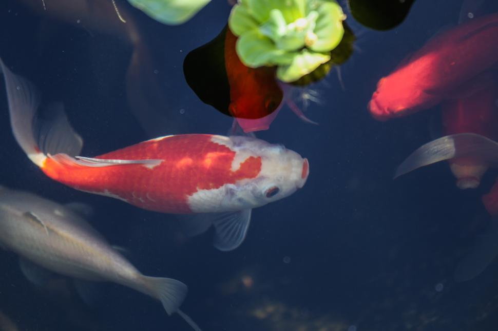 Free Image of Goldfish in pond 