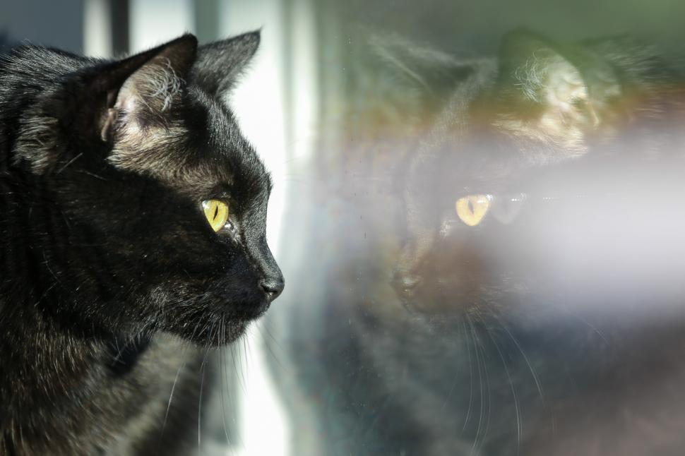 Free Image of Cat looking out the window 