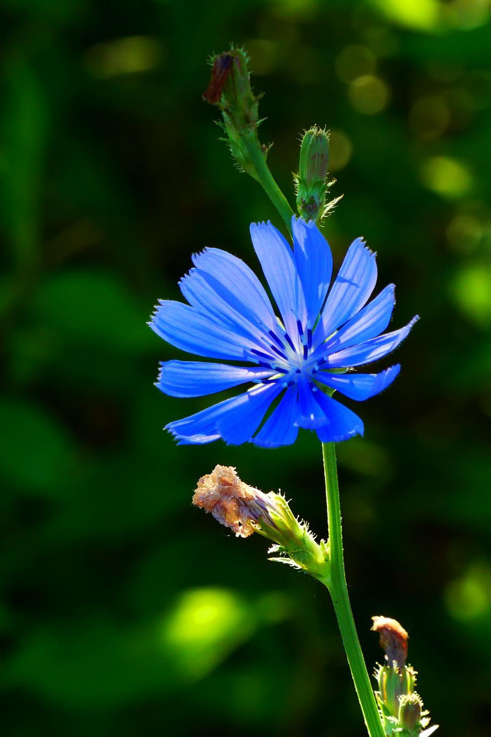 Free Image of One Purple Chicory Flower 