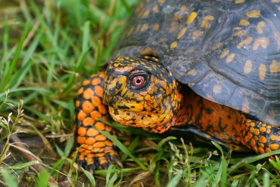 Free Image of Eastern Box Turtle 