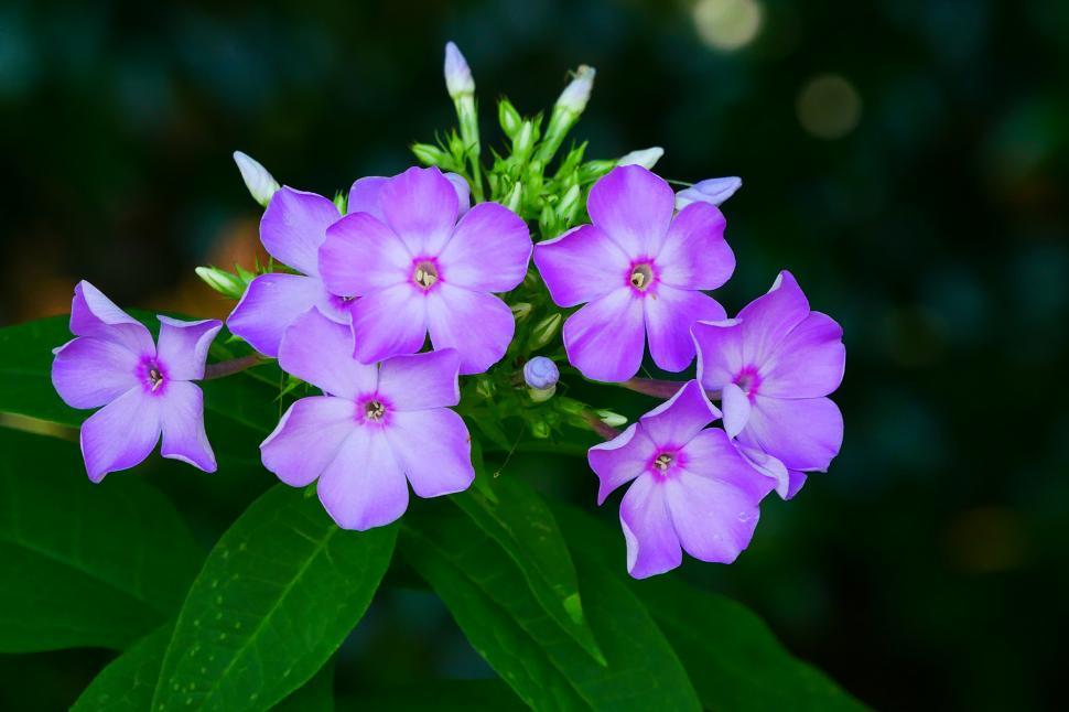 Free Image of Garden Phlox Flowers in Bloom 