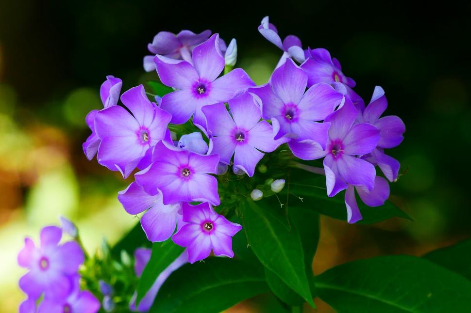 Free Image of Garden Phlox Blooms 