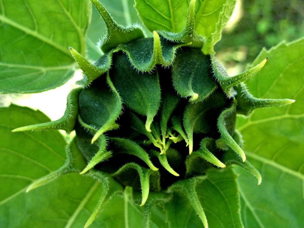 Free Image of Sunflower Bud 