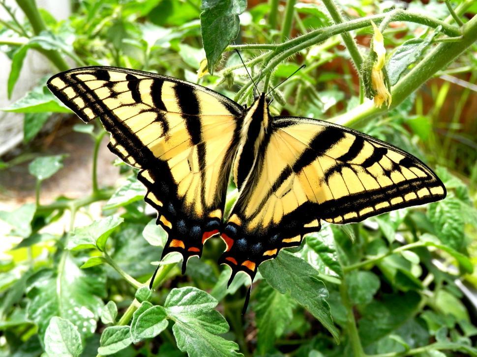 Free Image of Two-tailed Swallowtail Butterfly 
