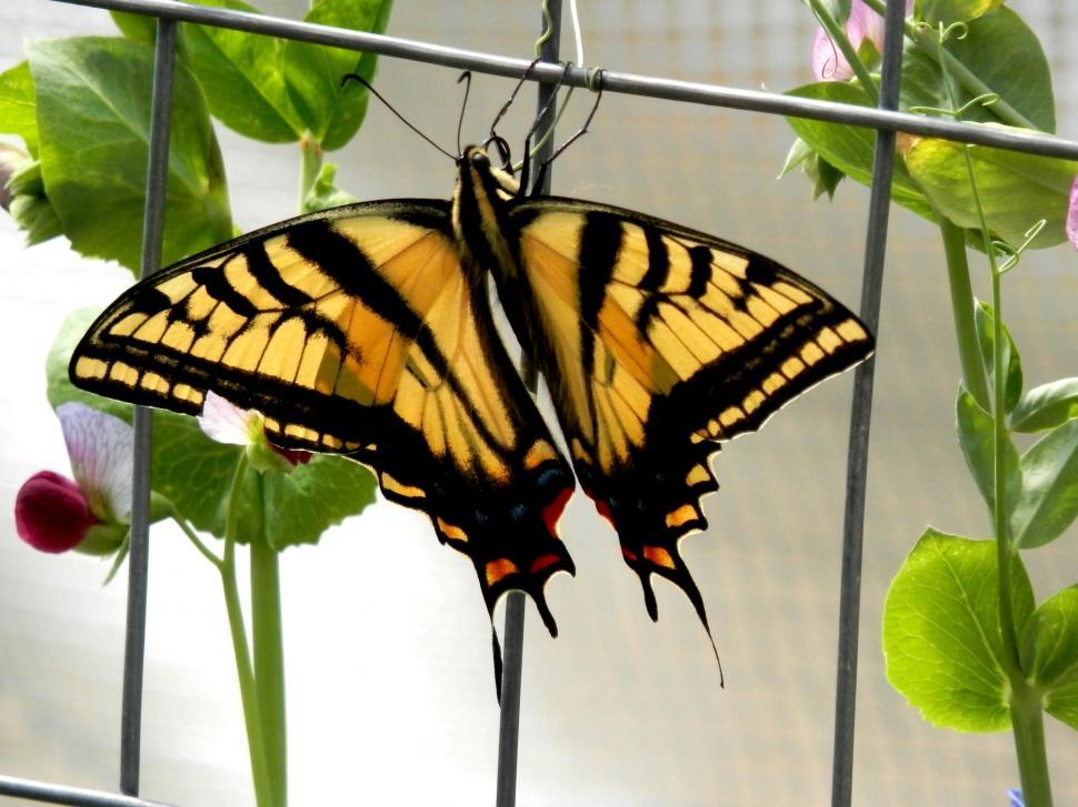Free Image of Two-tailed Swallowtail Butterfly 