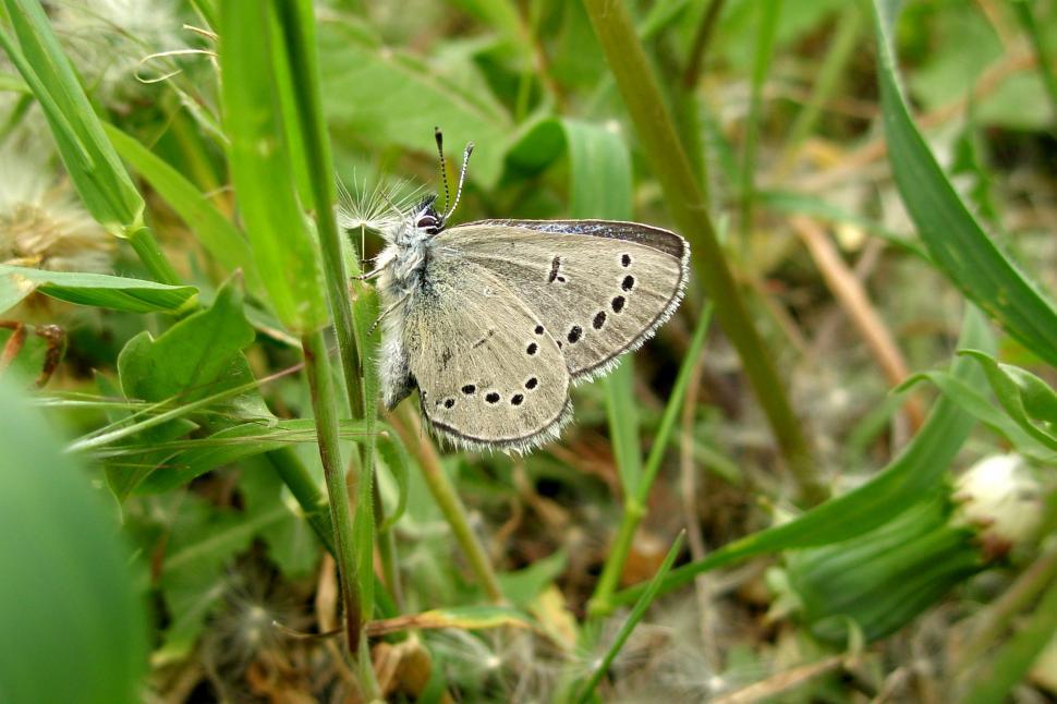 Free Image of Silvery Blue Butterfly 