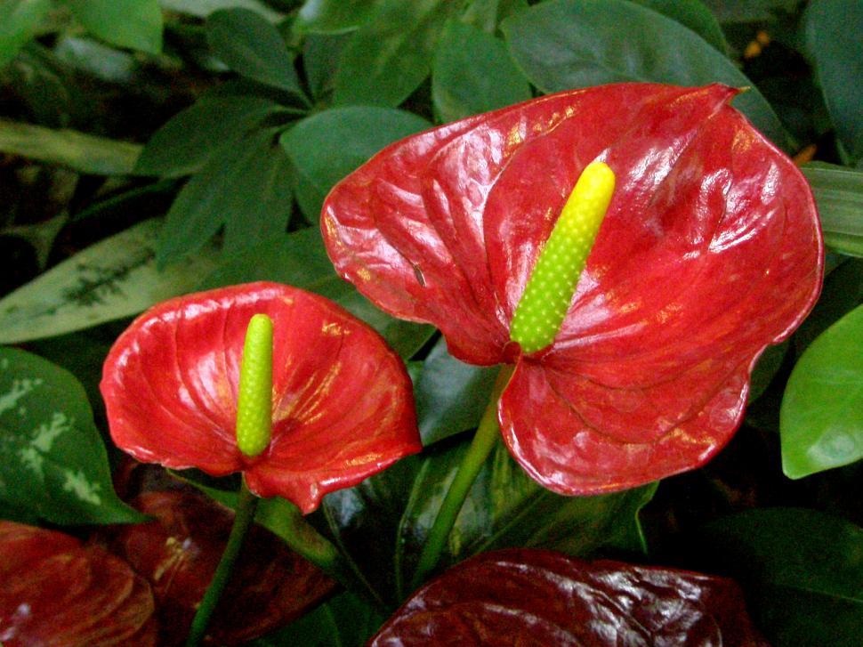 Free Image of Anthurium - Red blooms 