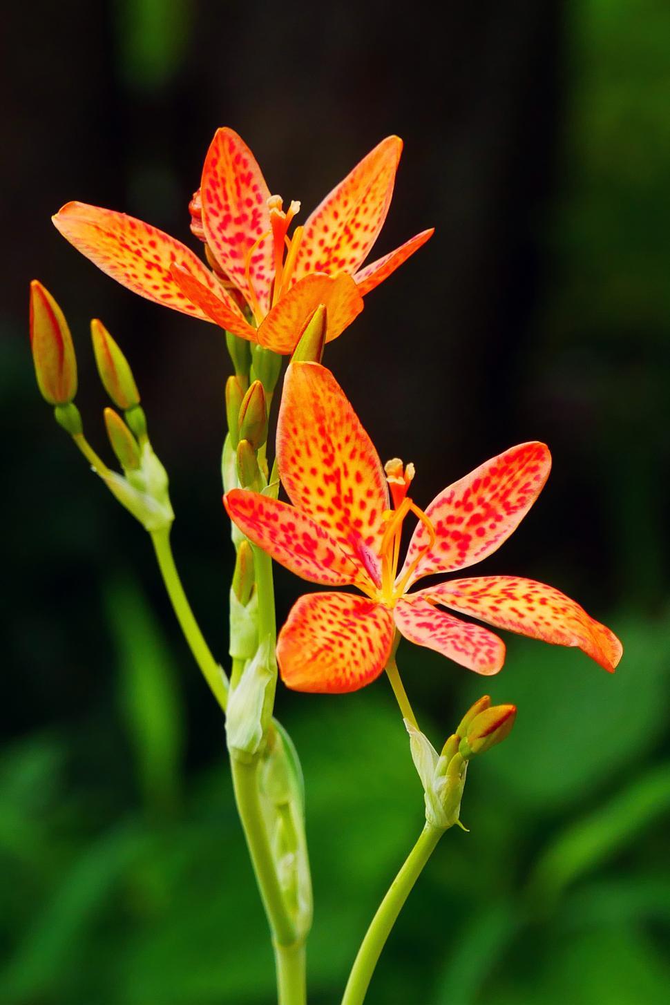 Free Image of Leopard Flowers, Dark Background 