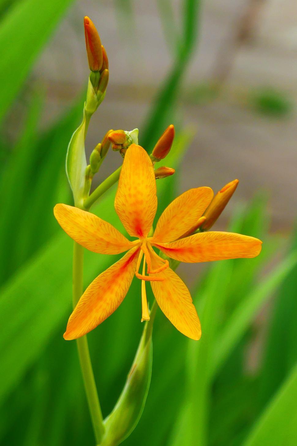 Free Image of Orange Leopard Flower And Buds 