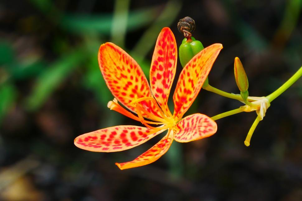 Free Image of One Leopard Flower, in Bloom 