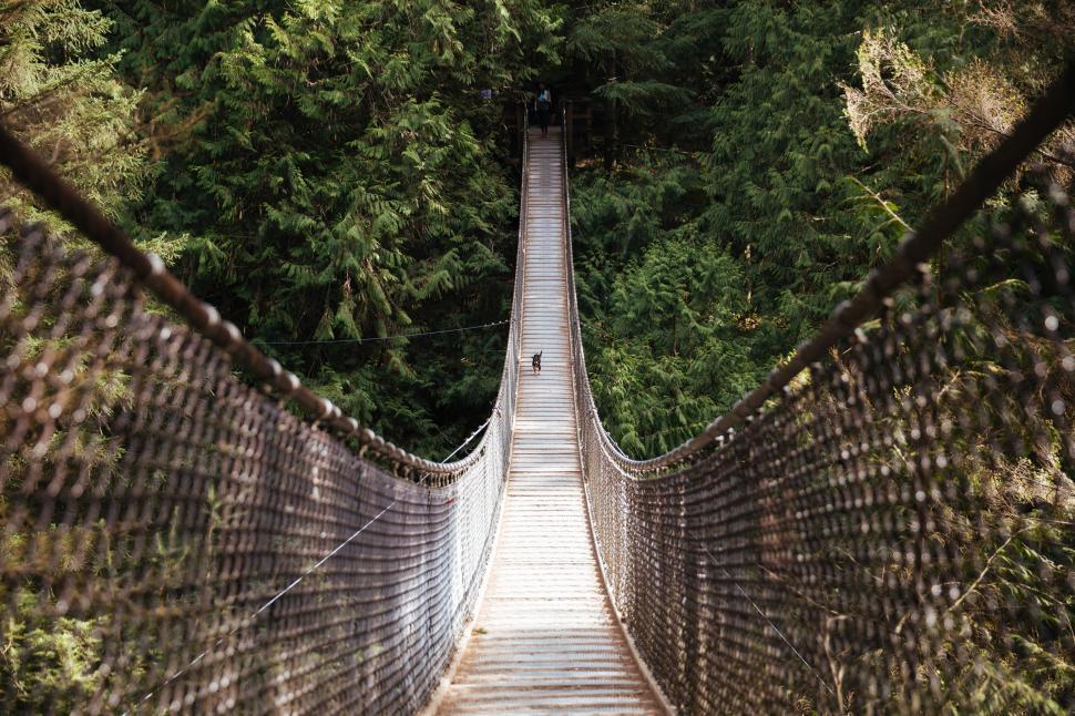 Free Image of Dog runs across the hanging bridge 