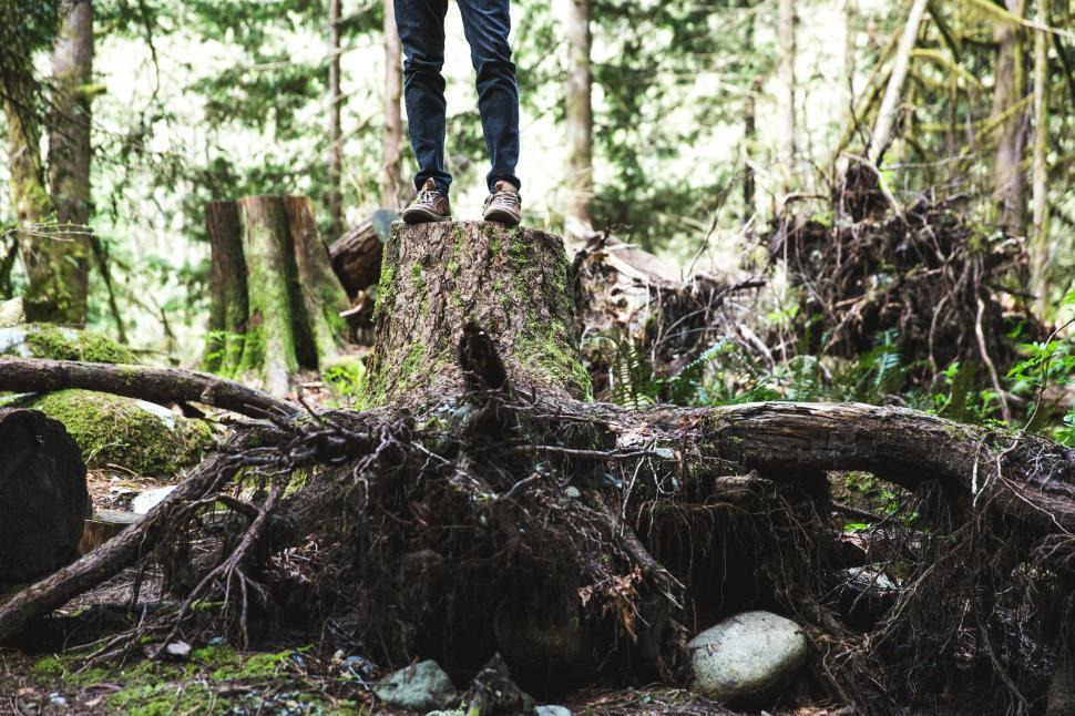 Free Image of A hiker standing on a large tree stump in the forest 