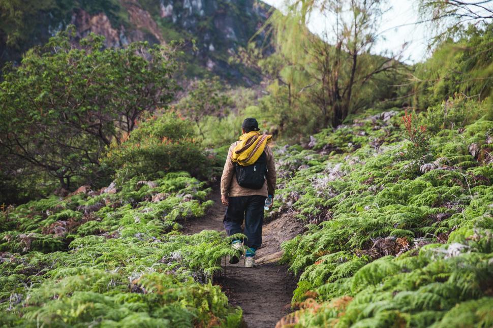 Free Image of A hiker walking in the forest 