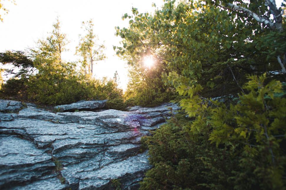 Free Image of Sunset through the leaves 