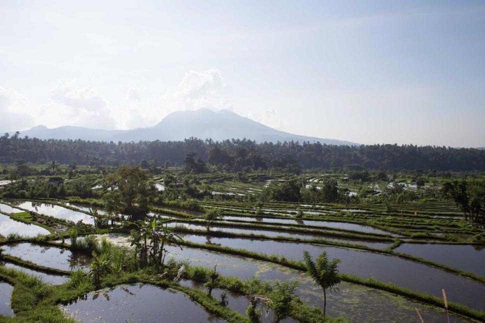 Free Image of A panoramic view of rice fields filled with water 
