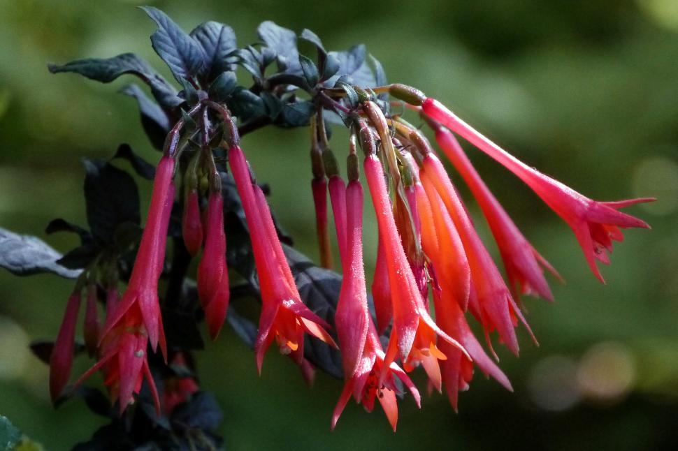 Free Image of Coral Honeysuckle Flowers 