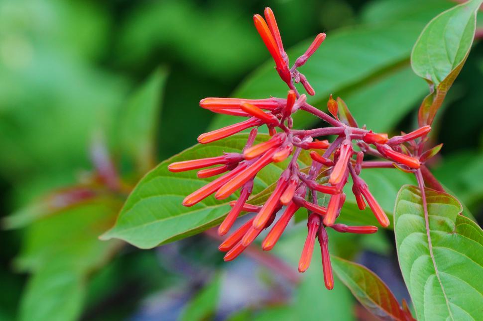 Free Image of Coral Honeysuckle Flower Buds 