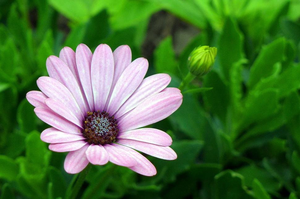 Free Image of Single African Daisy Osteospermum 