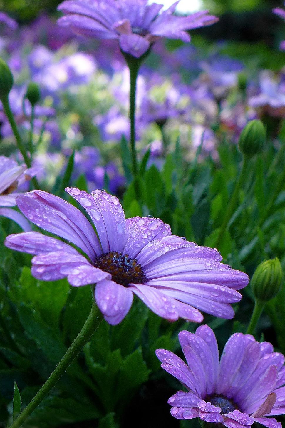 Free Image of African Daisy Osteospermum - Purple Blooms 