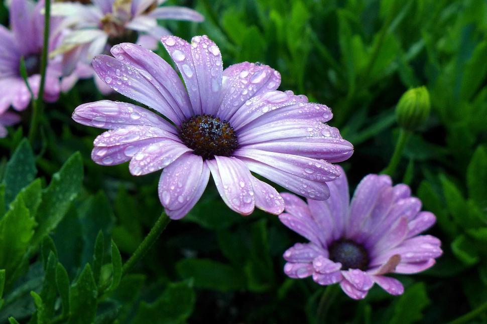 Free Image of African Daisy Osteospermum 