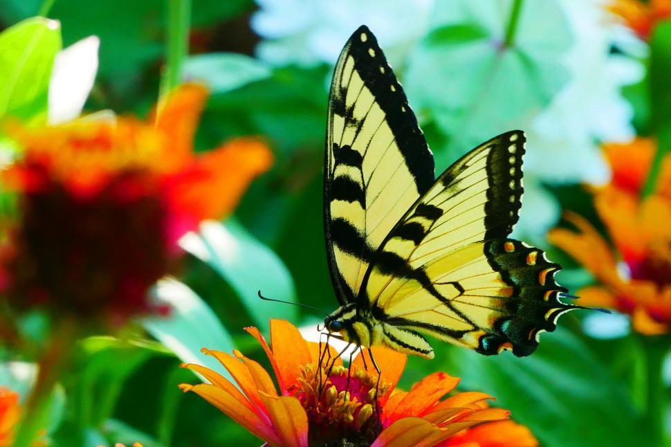 Free Image of Swallowtail Butterfly on Orange Zinnia 