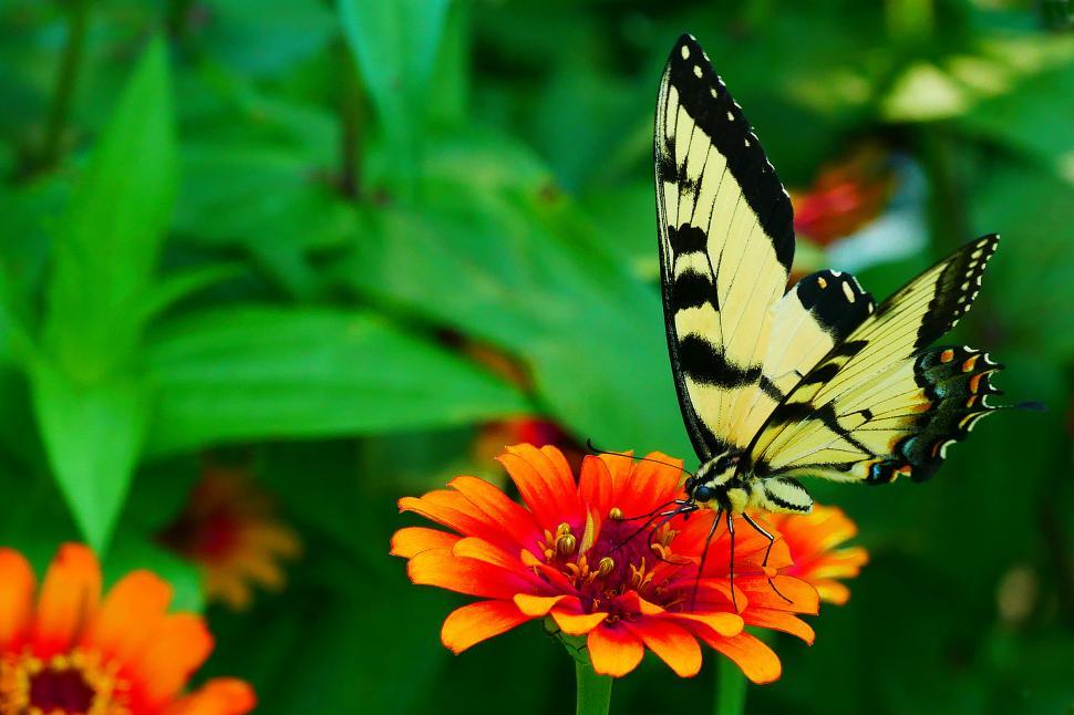 Free Image of Swallowtail Butterfly Landed on Zinnia Flower 