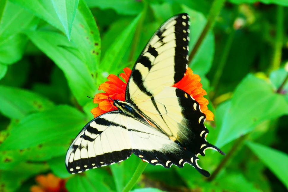Free Image of Swallowtail Butterfly 