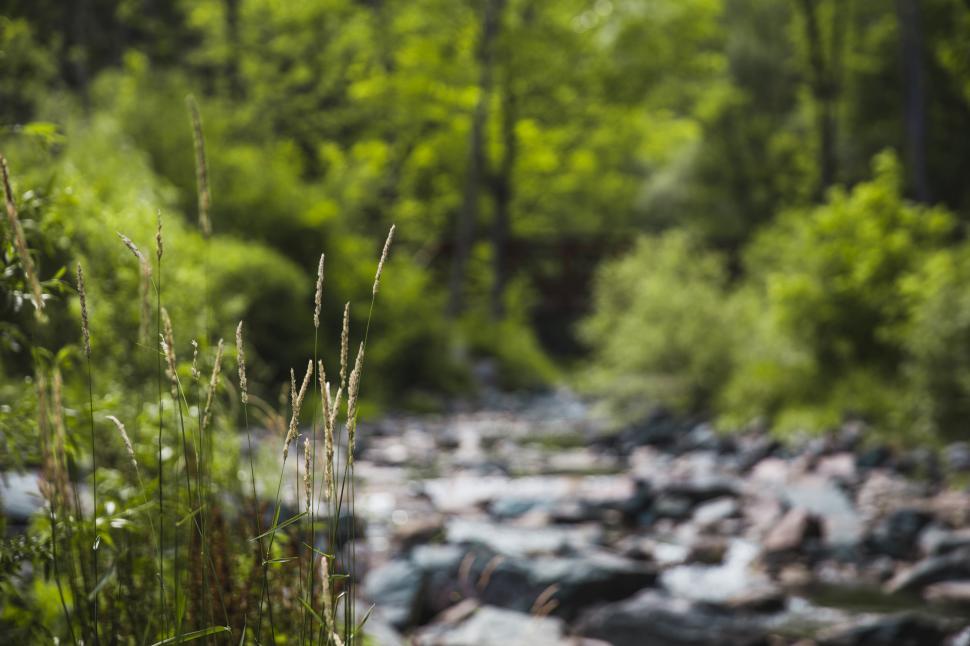 Free Image of Grass by creek 