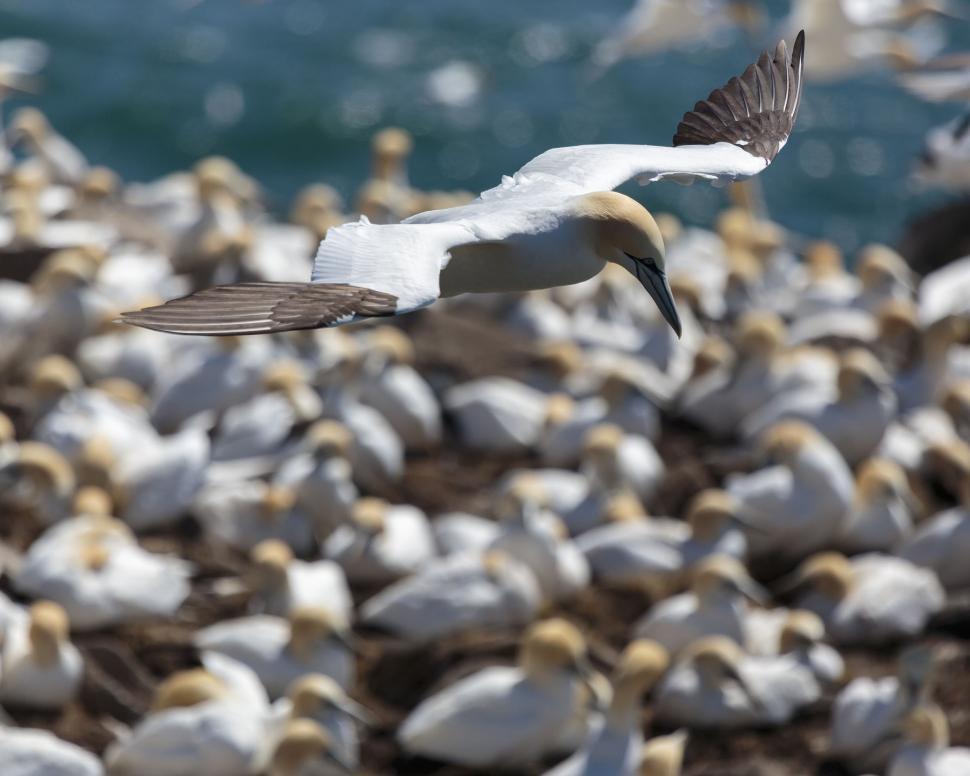 Free Image of Northern Gannets in flight 