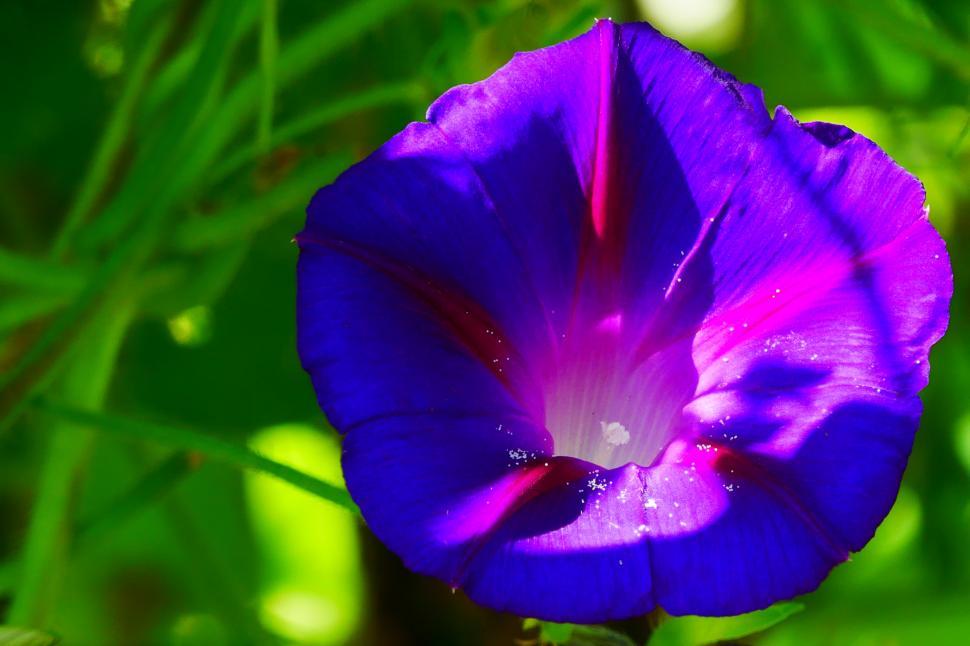 Free Image of Single Morning Glory Bloom 