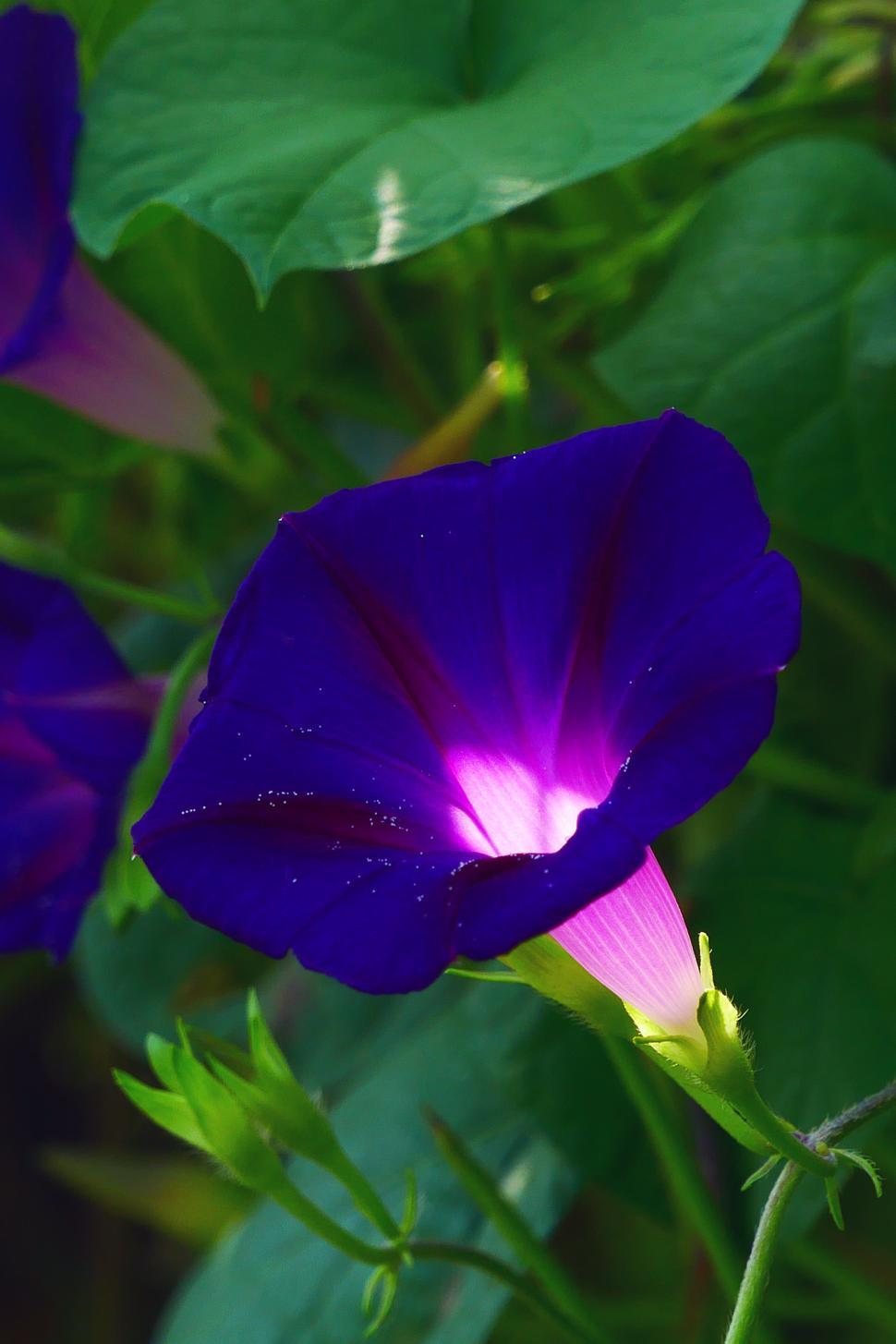 Free Image of Morning Glory 