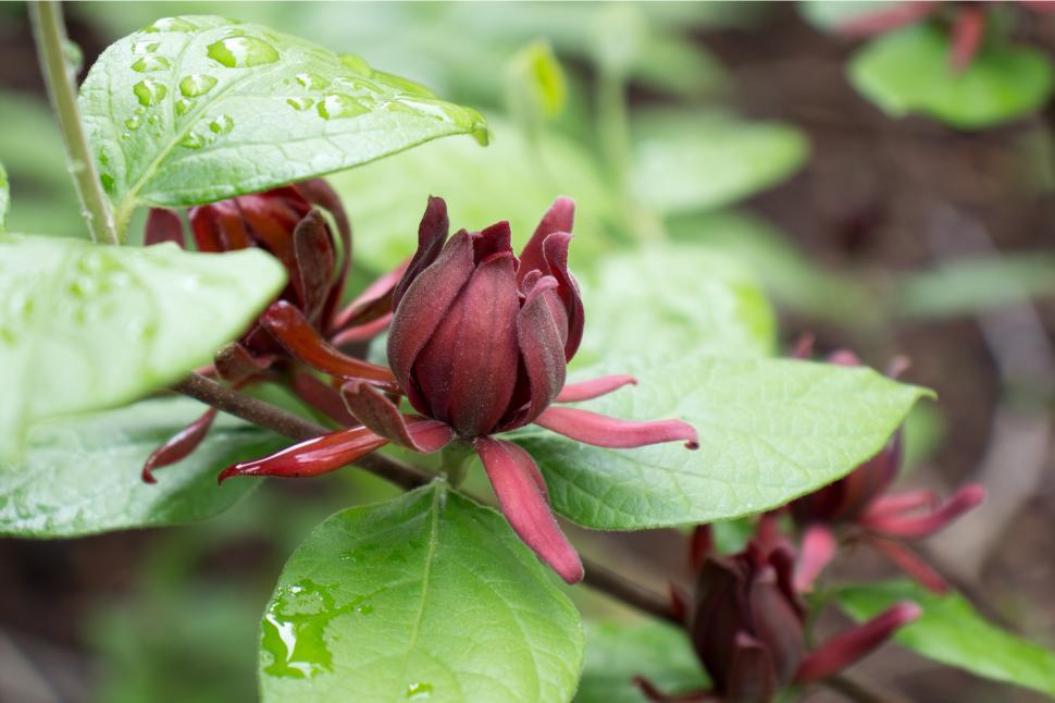 Free Image of Calycanthus Floridus 