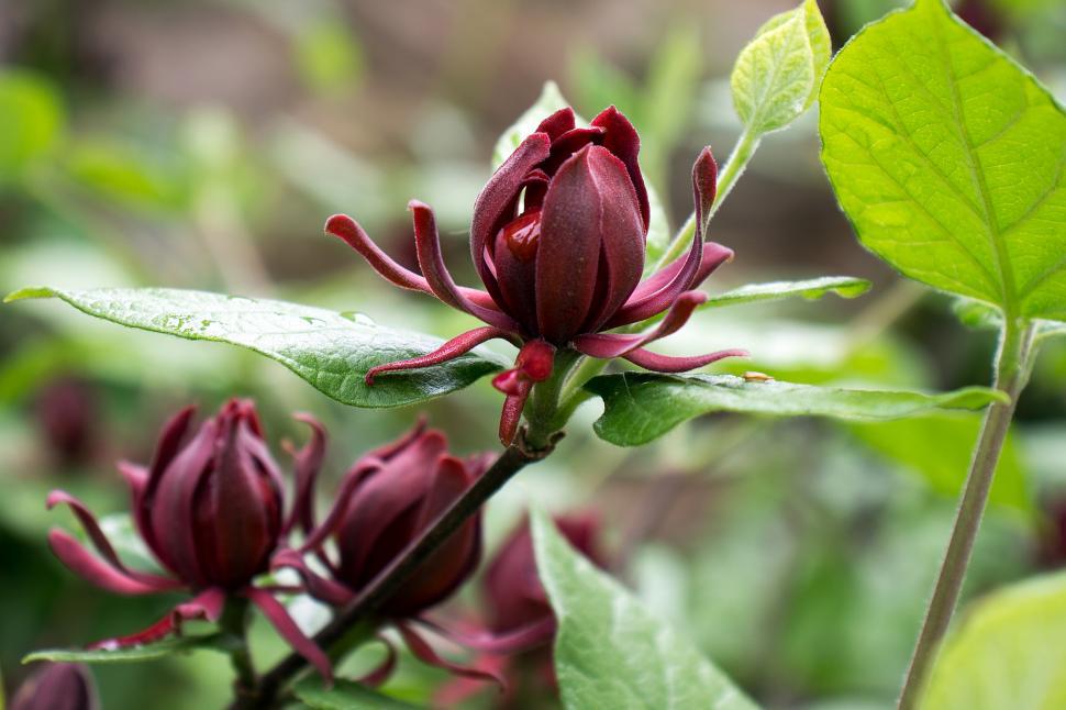 Free Image of Single Carolina Allspice 