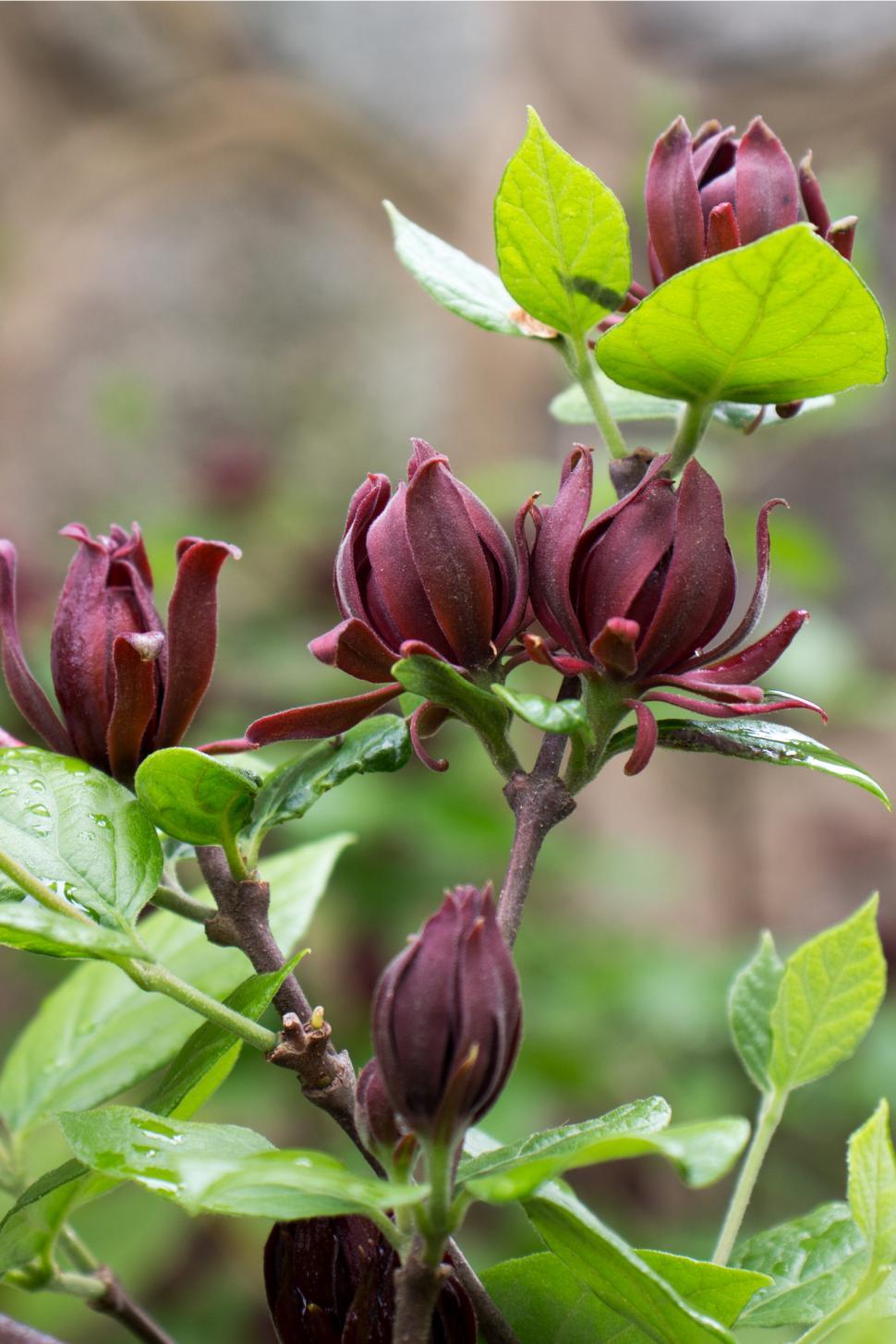 Free Image of Carolina Allspice Blooms 