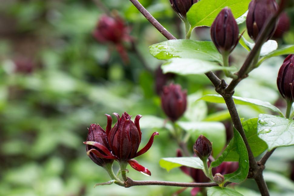 Free Image of Healthy Carolina Allspice  