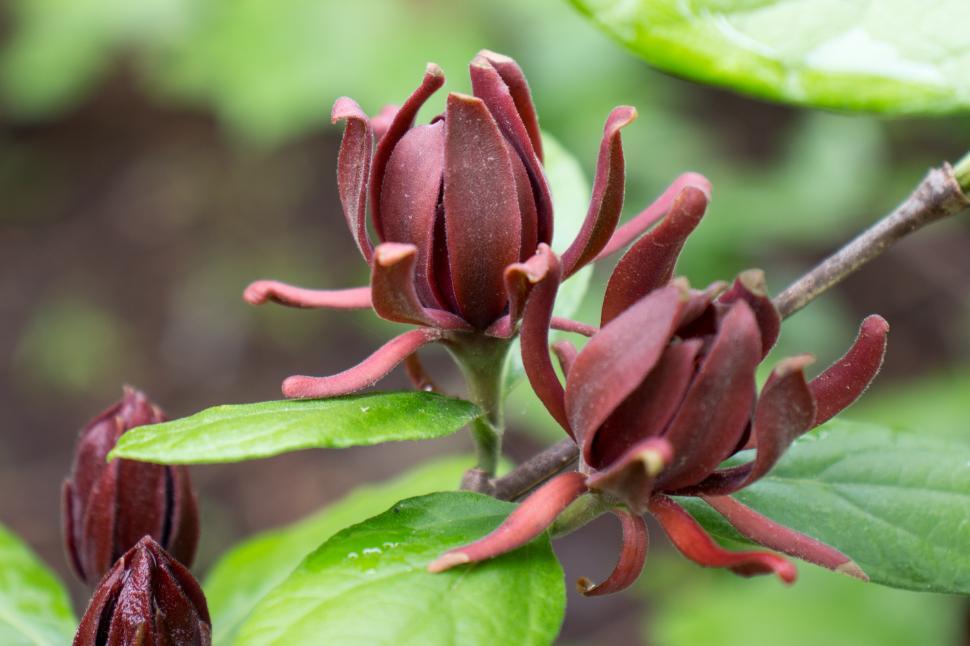 Free Image of Pair of Calycanthus Floridus 