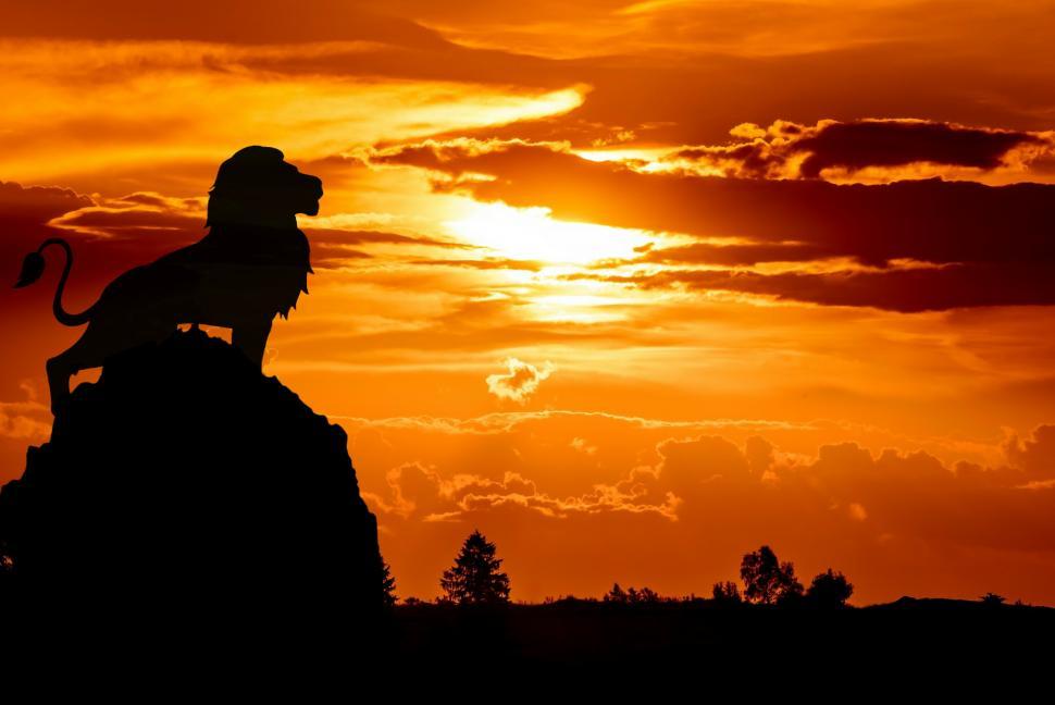 Free Image of lion king  
