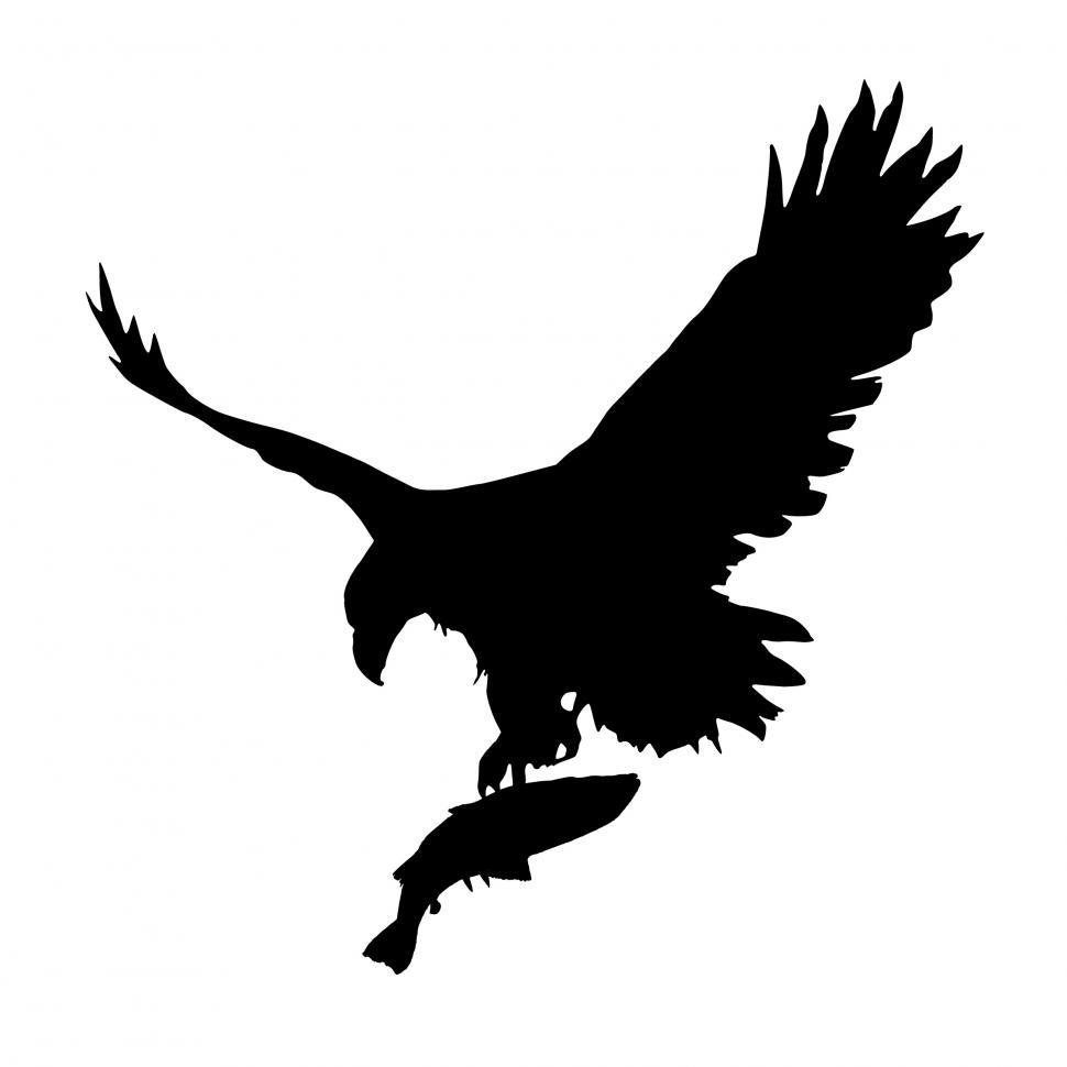 Free Image of eagle fishing  