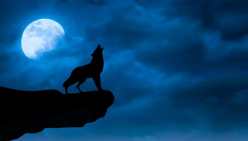 Free Image of night wolf  